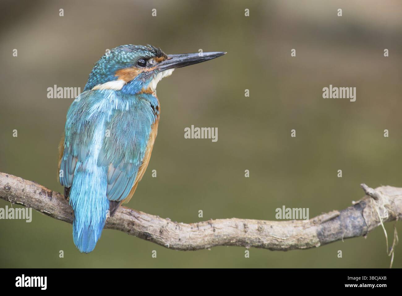 Kingfisher Foto Stock