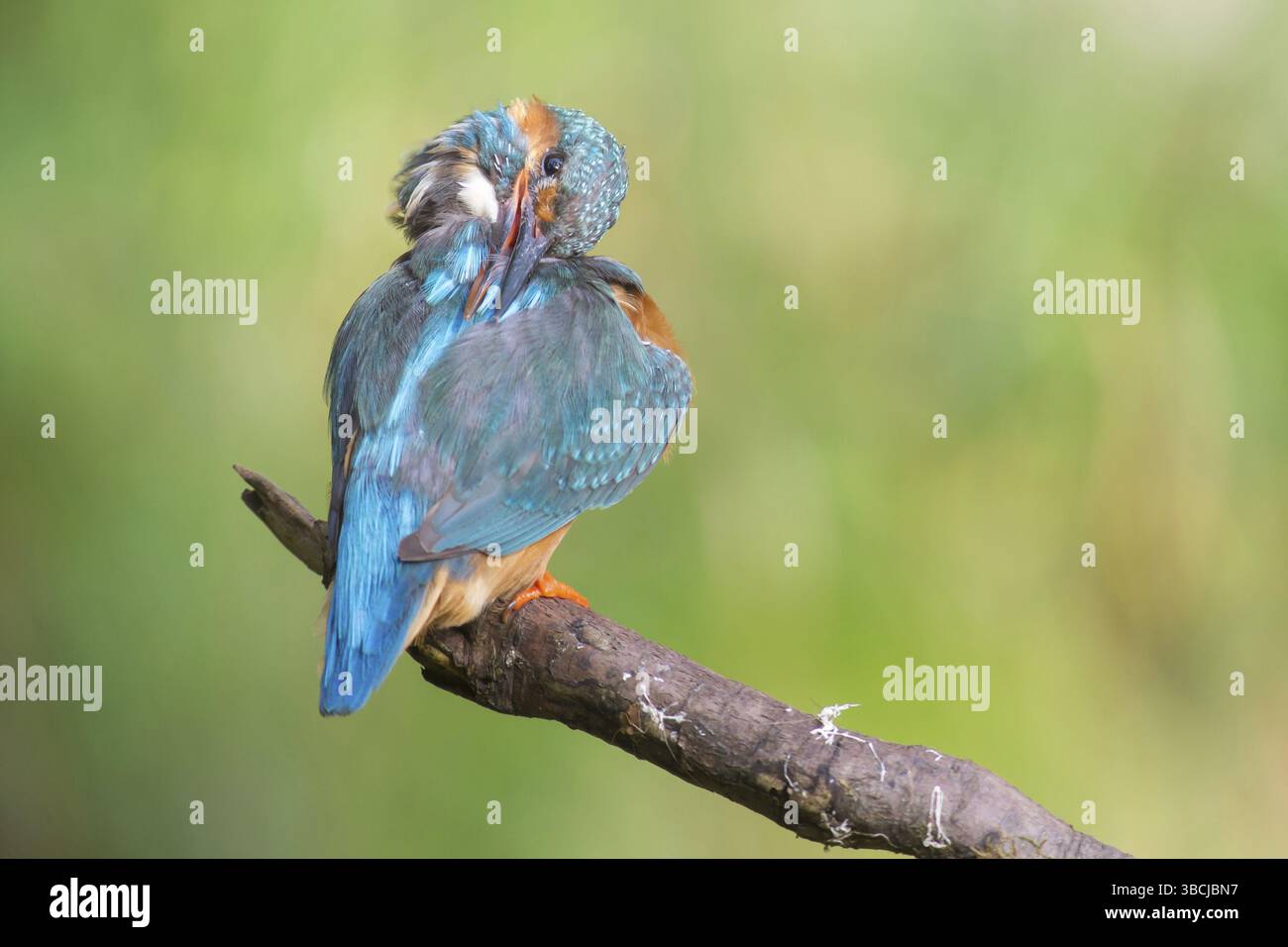 Martin pescatore Foto Stock