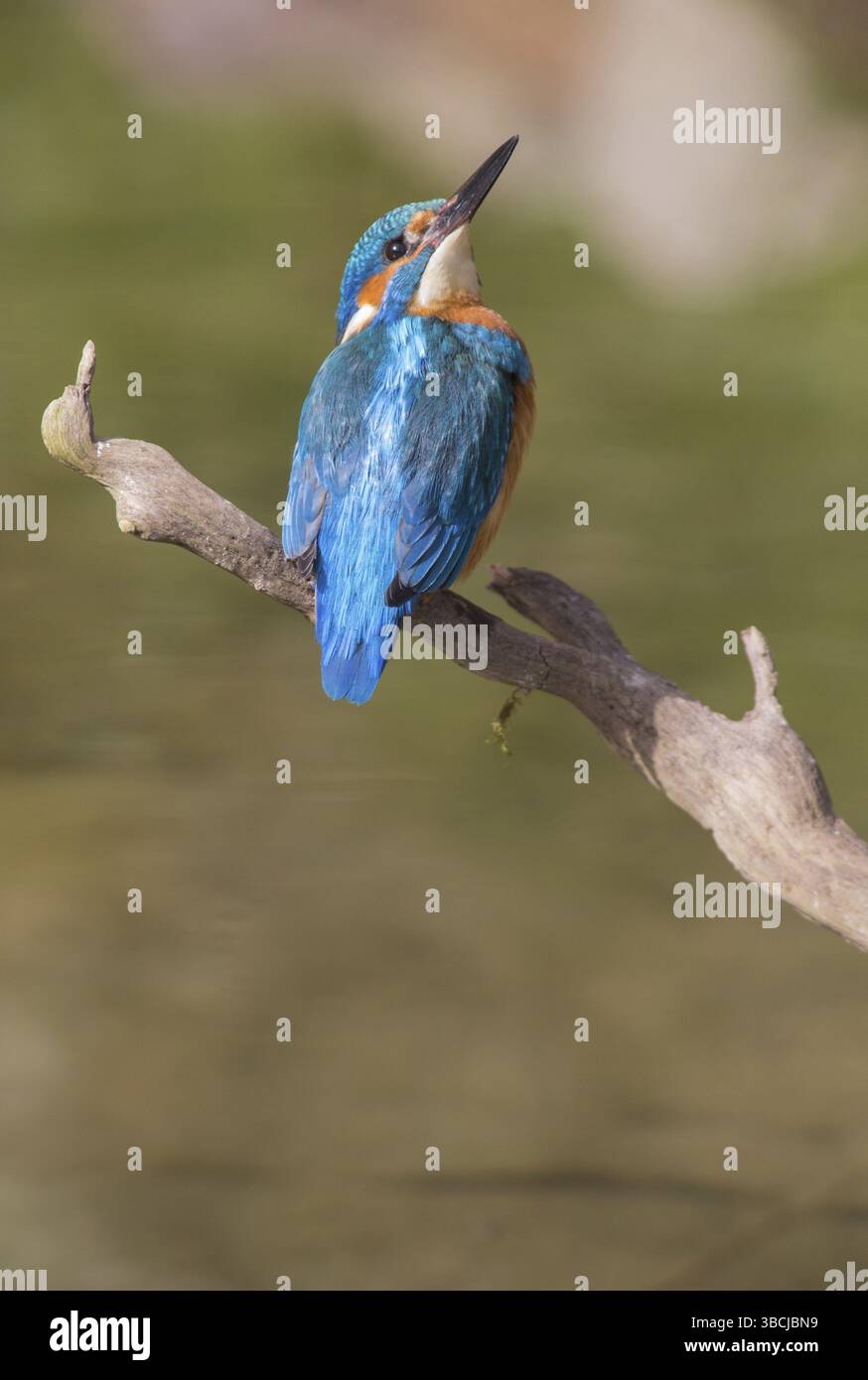 Martin pescatore Foto Stock