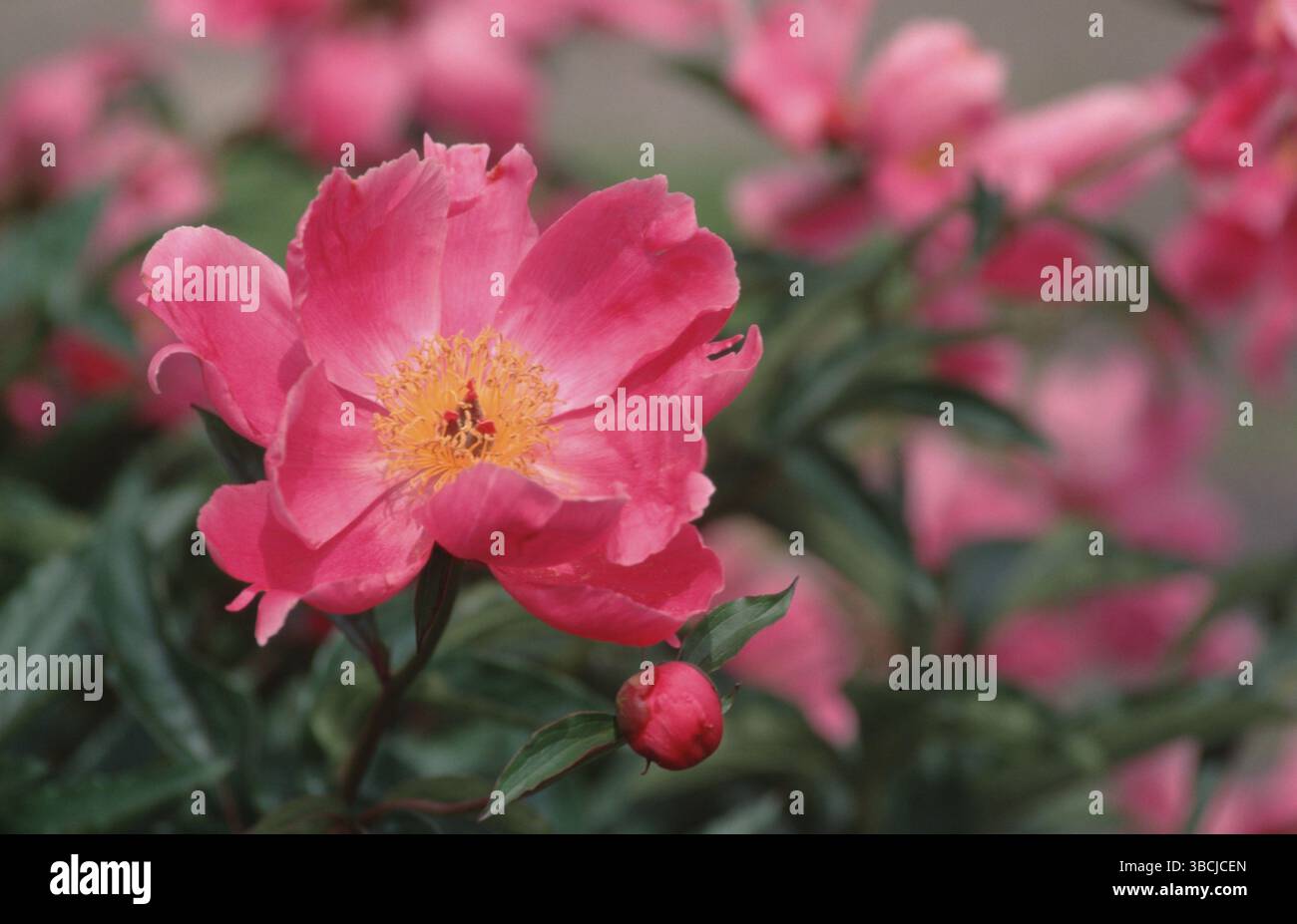 Peonia, peonia comune (Paeonia officinalis) (Peonia) (Fiori) (famiglia Peony piante da giardino) (Paeonaceae) (Fiori) (paesaggio) (orizzontale) (Rosa) (Rosa) Foto Stock