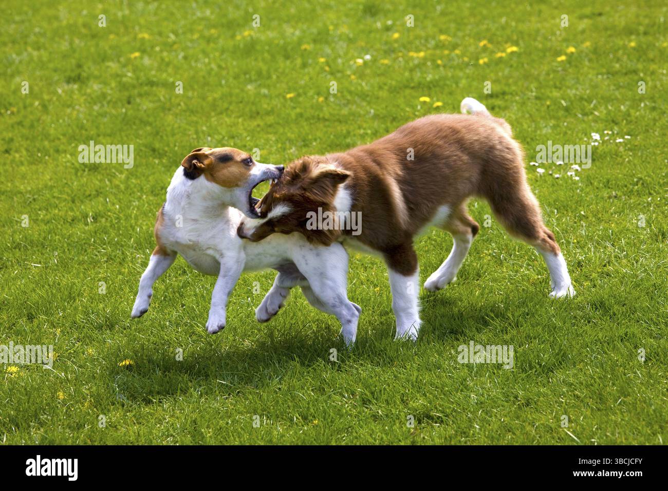 Jack Russell Terrier e Border Collie, cucciolo Foto Stock