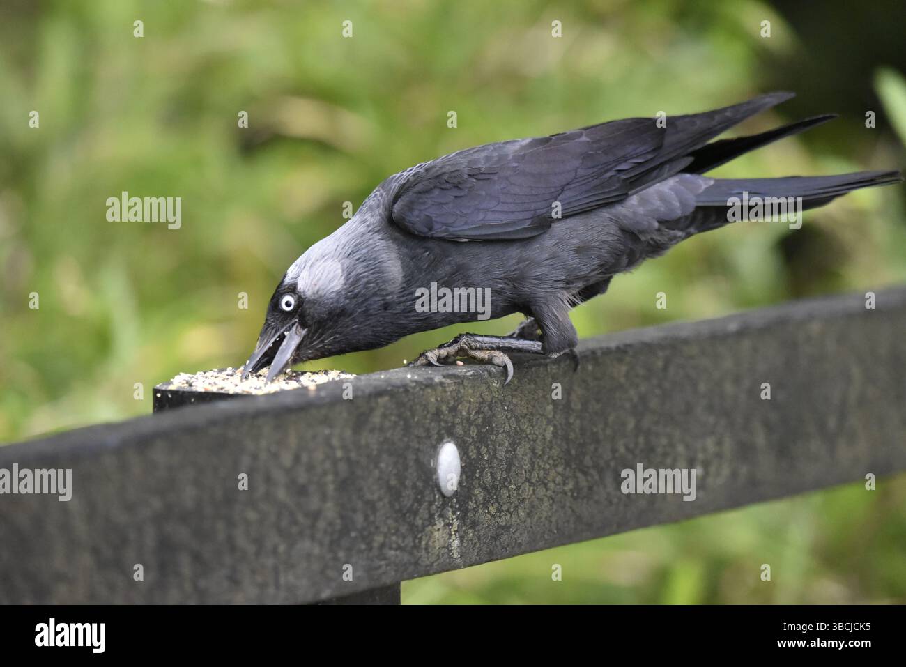 WESTERN Jackdaw (Corvus monedula) in piedi al centro dell'immagine sulla parte superiore della ringhiera, profilo a sinistra, mangiando semi su sfondo verde, scattata nel Regno Unito Foto Stock