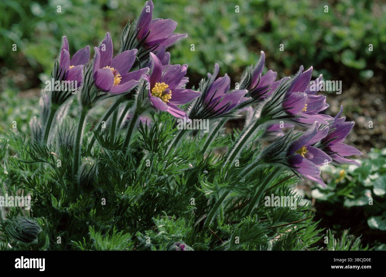 Fiore di pascià (Pulsatilla vulgaris), fiori di pasque (fiori) (piante da giardino Ranunculaceae) (fioritura) (paesaggio) (orizzontale) (viola) Foto Stock