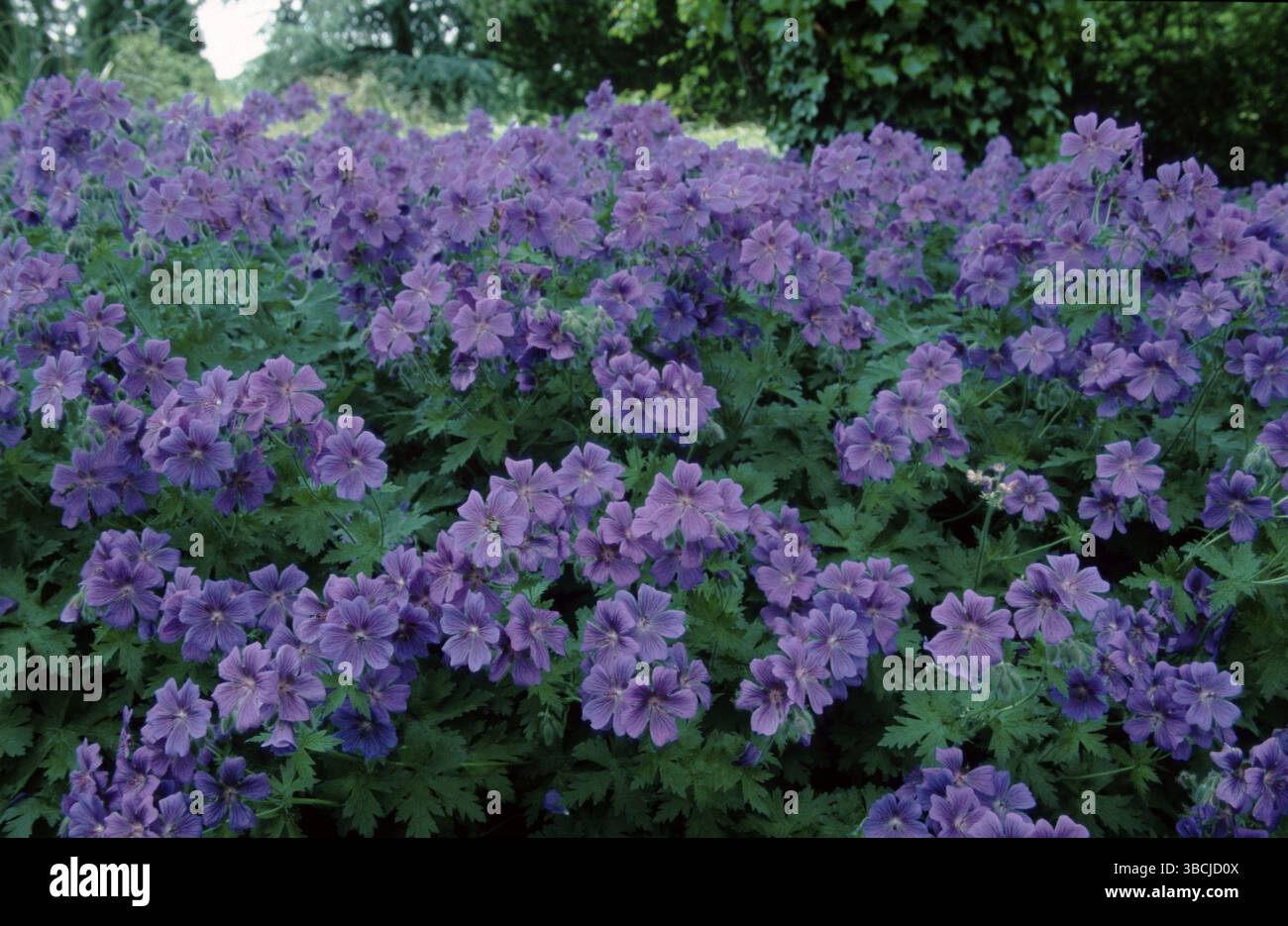 Cranesbill Hybrid (Geranium x magnificum), Cranesbill Hybrid (fiori) (piante da giardino ornamentali) (Cranesbill ornamentale) (Geraniaceae) (fioritura Foto Stock