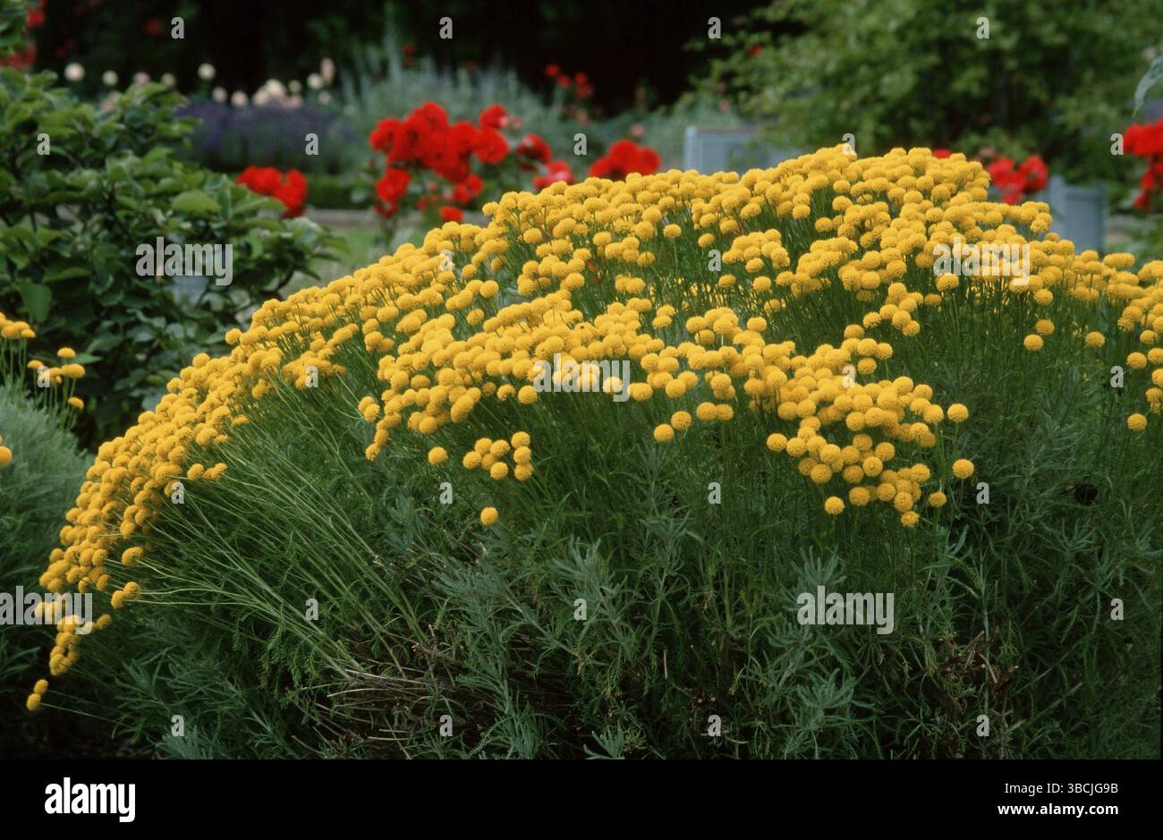 Santolina verde (Santolina virens) (Santolina viridis) (Santolina rosmarinifolia) Foto Stock