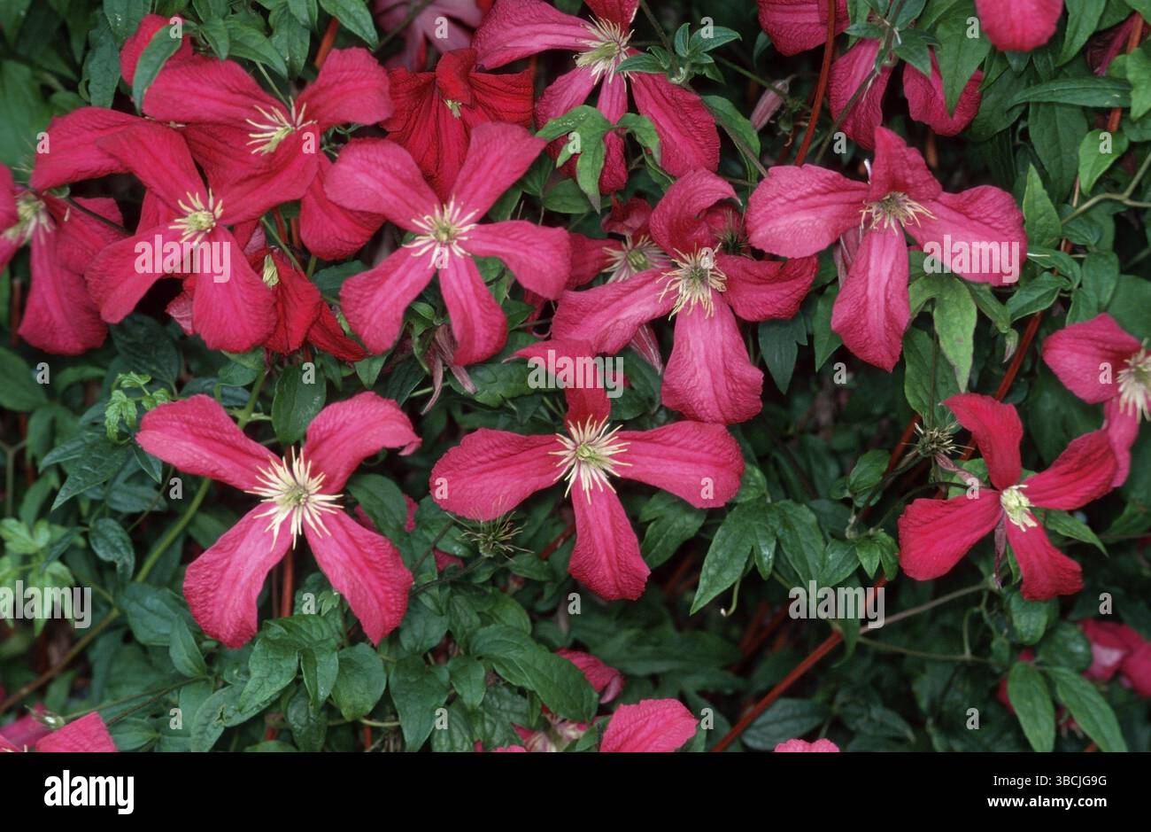 Viola clematis (Clematis viticella), Clematis "Madame Julia Correvon" (Fiori) (piante da giardino piante ornamentali) (ornamentali Ranunculaceae) (Fiori Foto Stock