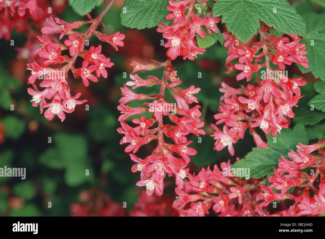 Ribes ematico nel ribes fiorito (Ribes sanguineum) Foto Stock