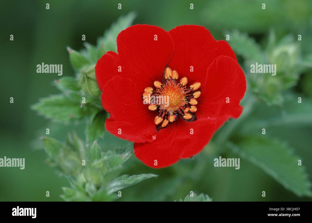 Potentilla "Flamingo" (ibrida di Potentilla) Foto Stock
