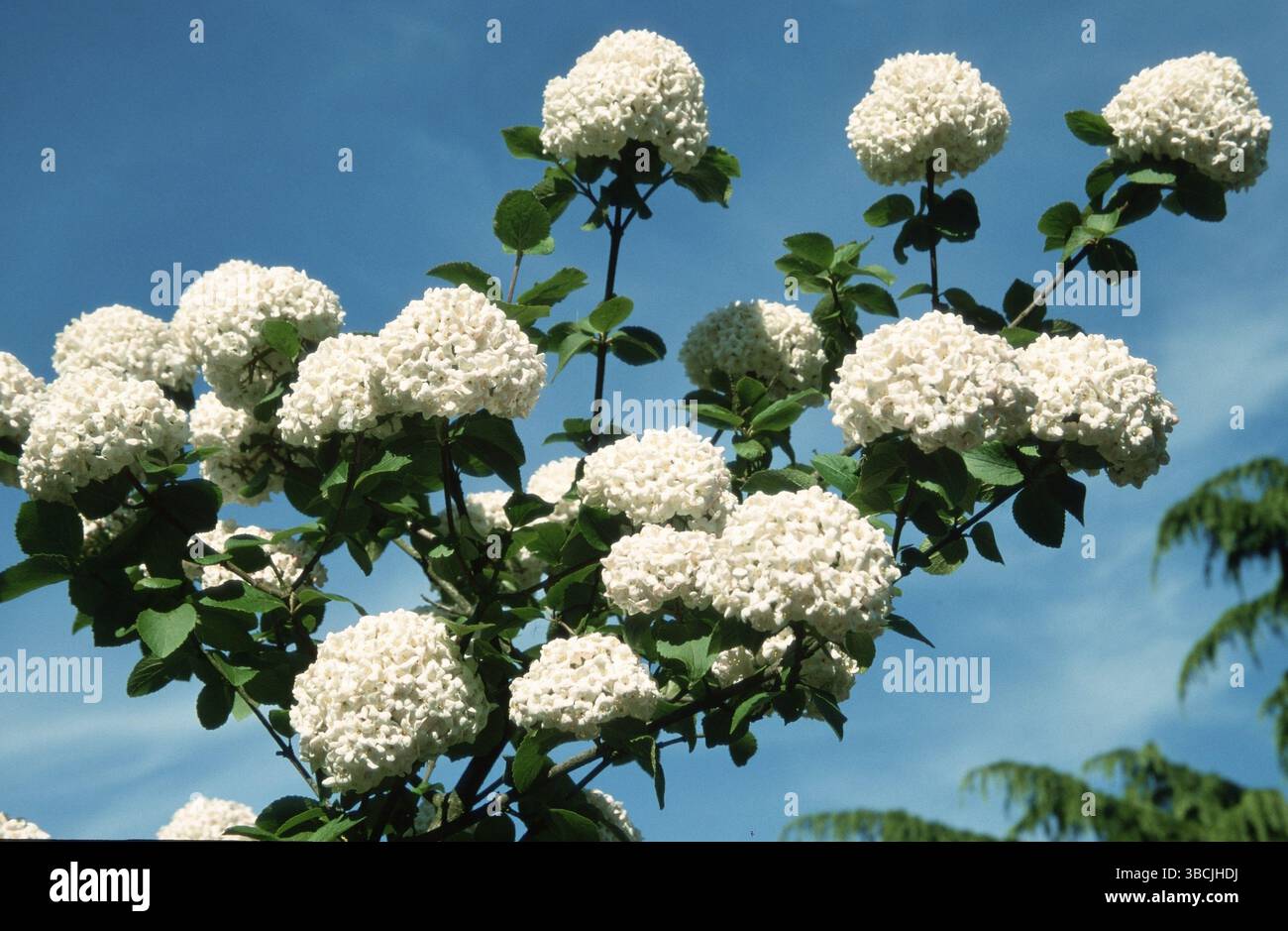 Palla da neve (Viburnum carlcephalum), arbusti (arbusti) famiglia caprifoglio, Caprifoliaceae, piante da giardino ornamentali, fioritura ornamentale, bianco, bianco Foto Stock