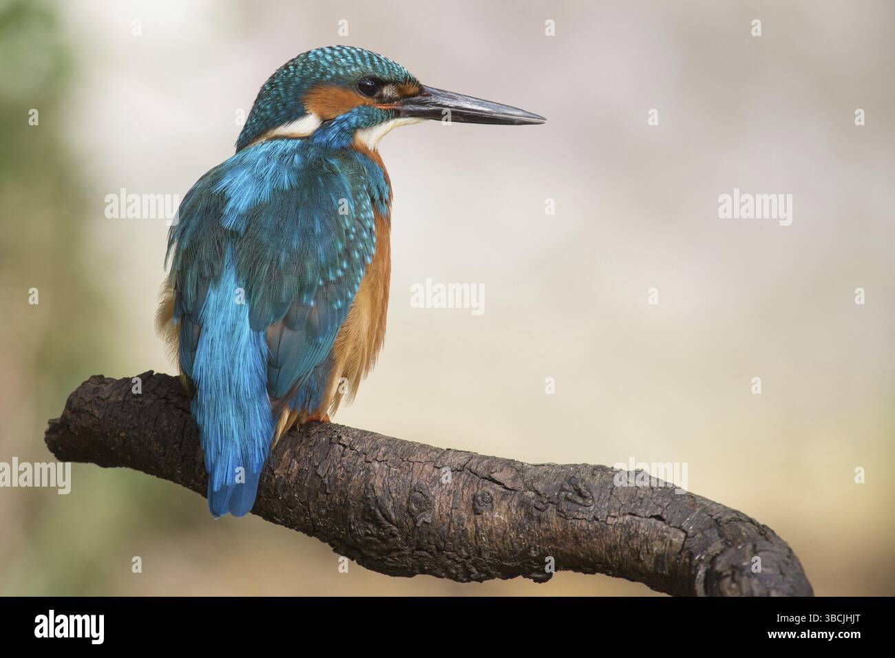 Kingfisher appollaia Foto Stock