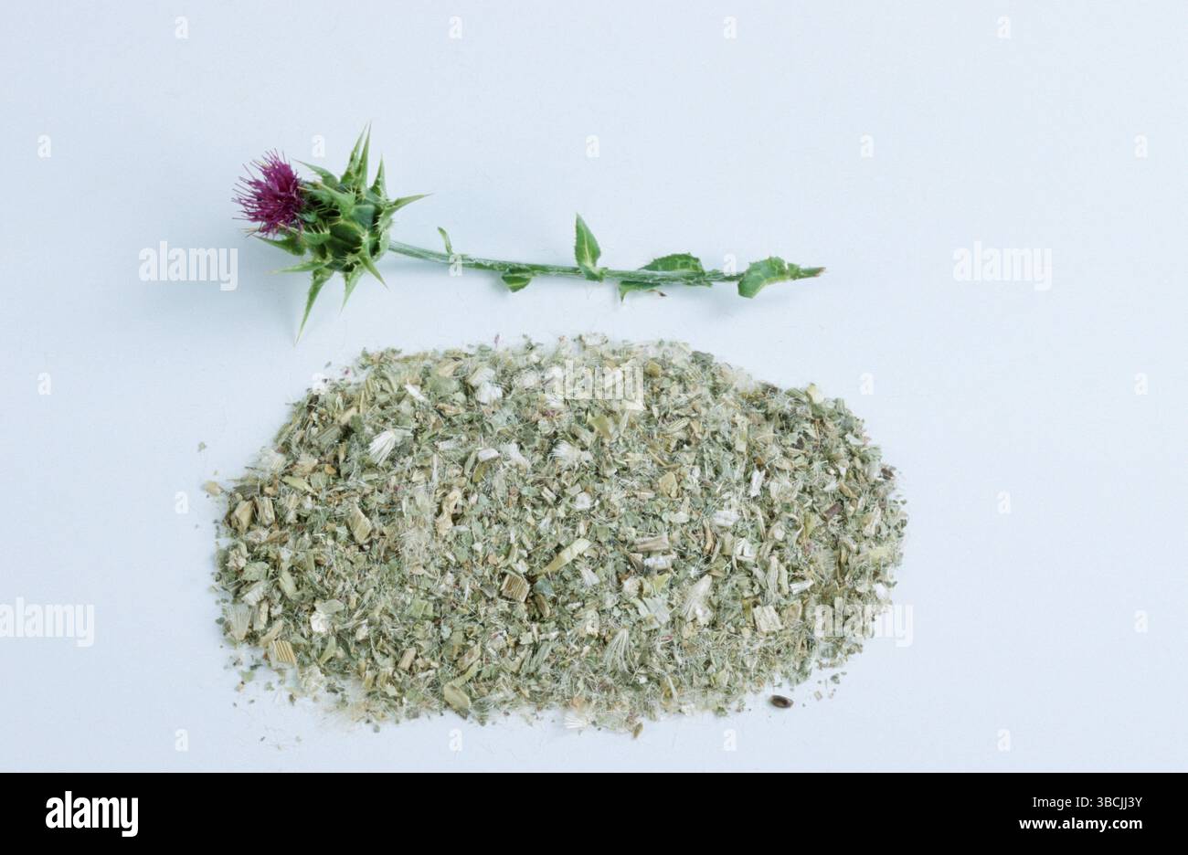 Carduus marianus (Silybum marianum), fiori freschi ed essiccati (Carduus marianus), Carduus marianus, fiori freschi ed essiccati, Cardo di nostra Signora Foto Stock