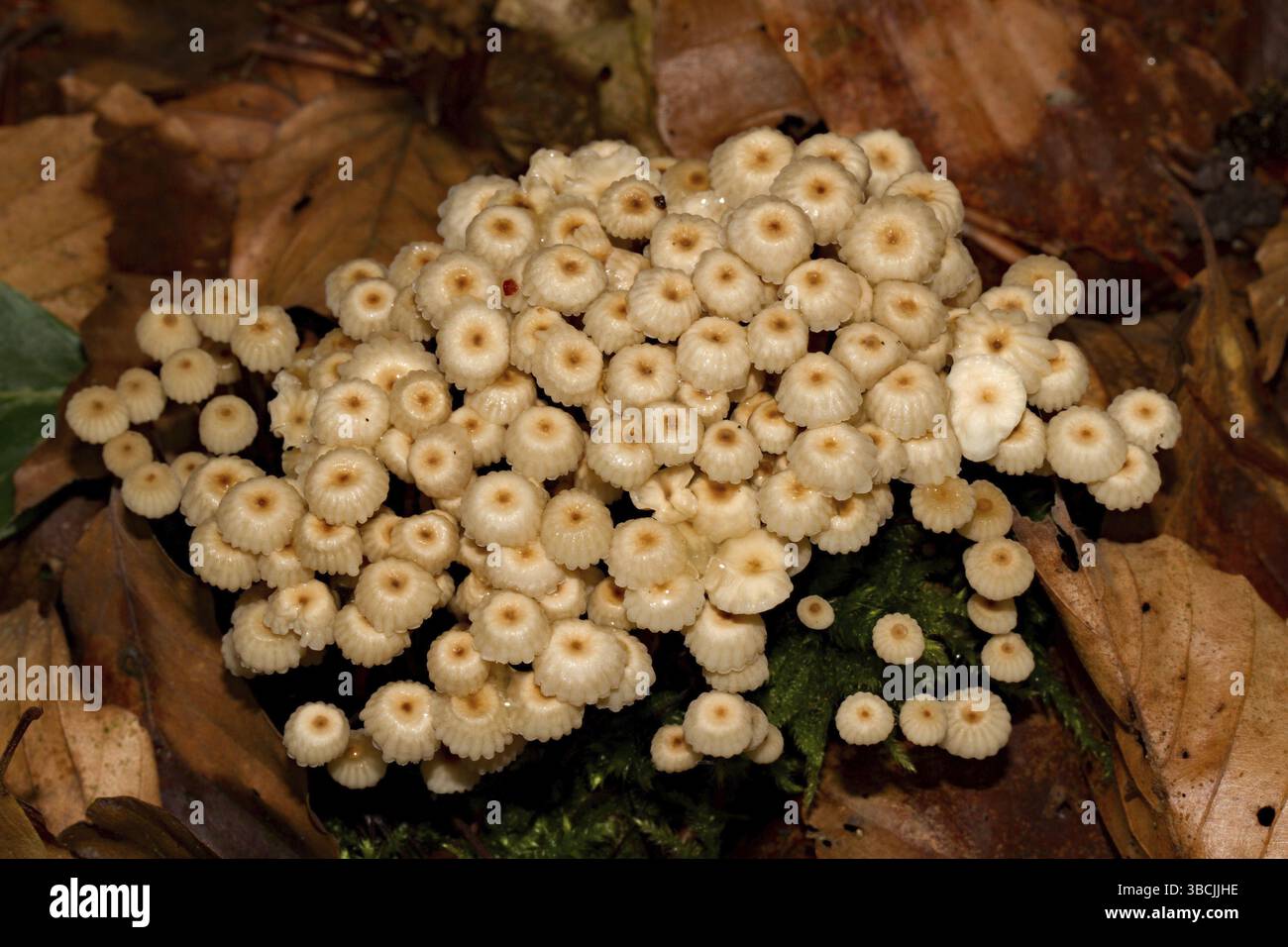 Fungo rotula (Marasmius rotula) Foto Stock