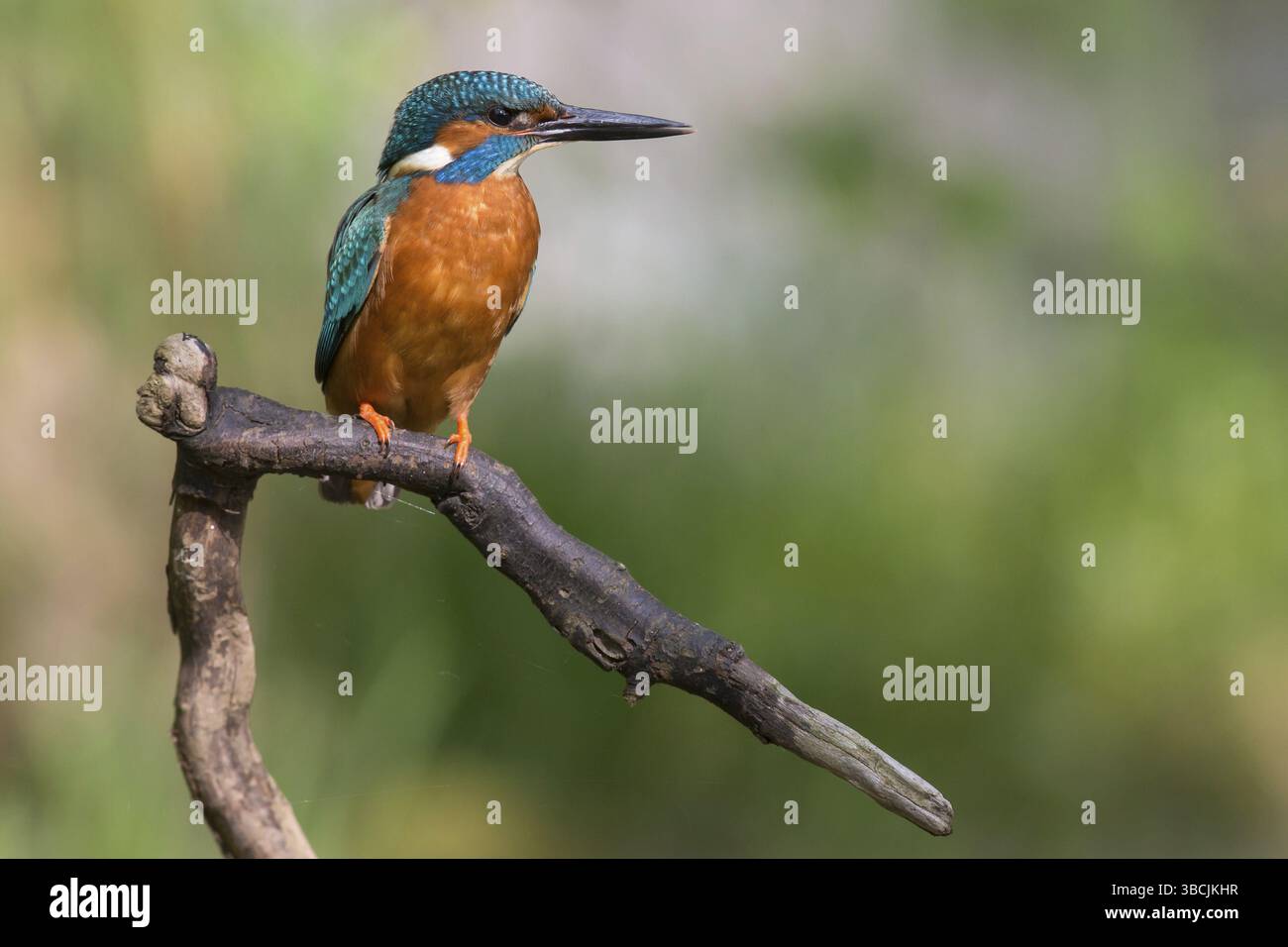 Martin pescatore Foto Stock