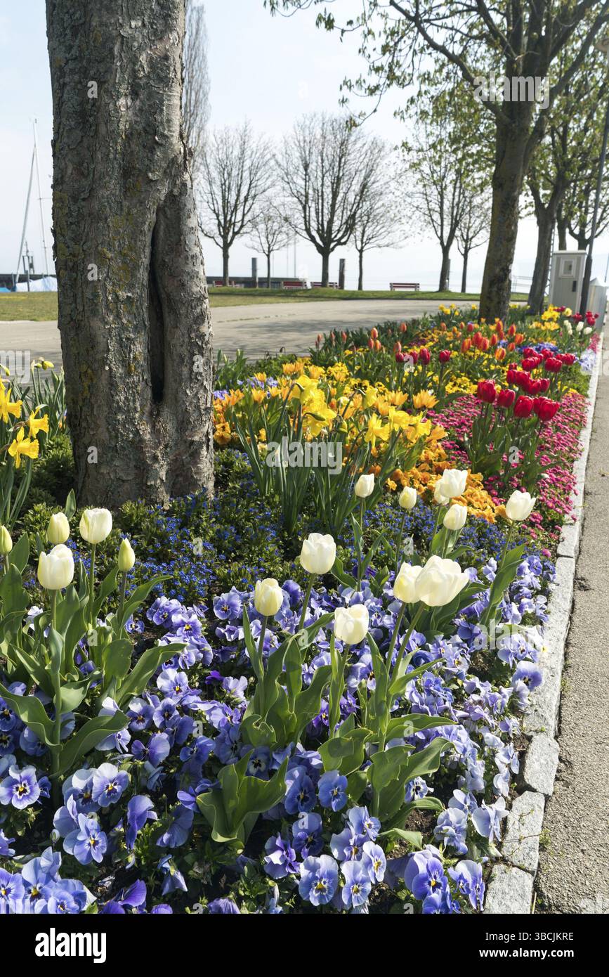 Fiori colorati in letti in un parco cittadino in primavera nella città di Arbon sul Lago di Costanza Foto Stock