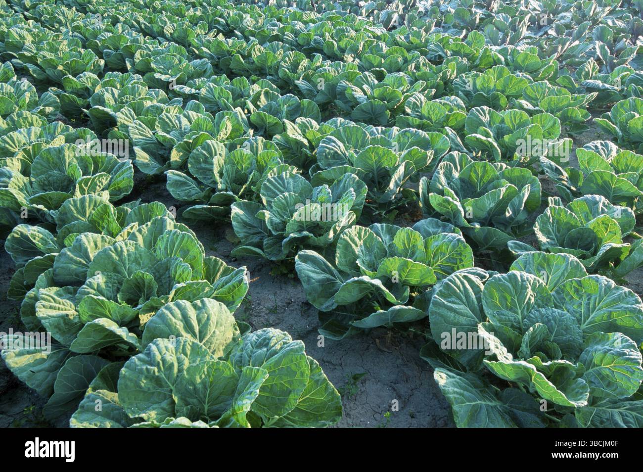 Savoy Cabbage Field, Belgio (Brassica oleracea var. sabauda) Foto Stock