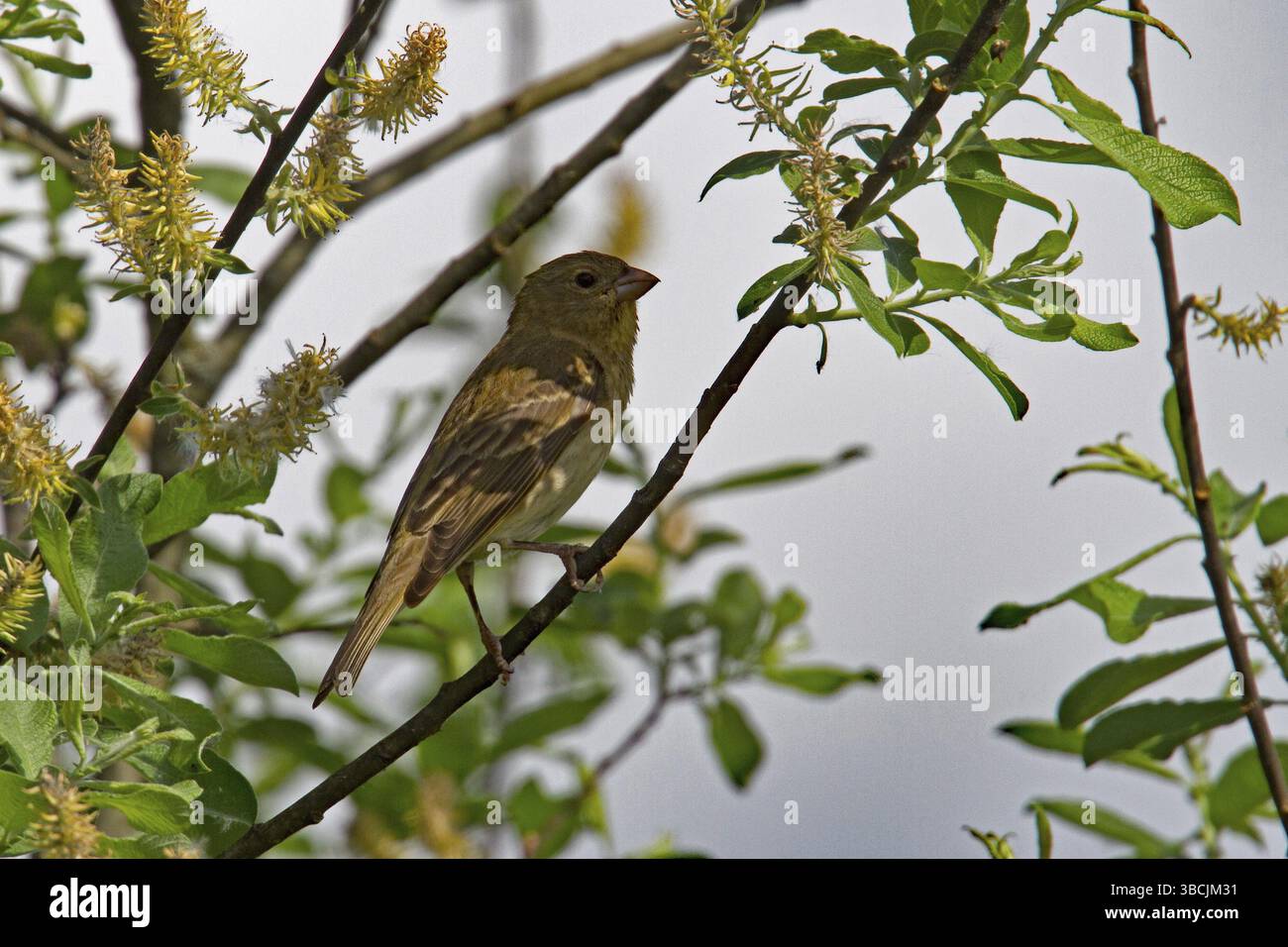 Rosefinch comune (Carpodacus erythrinus), giovane maschio Foto Stock
