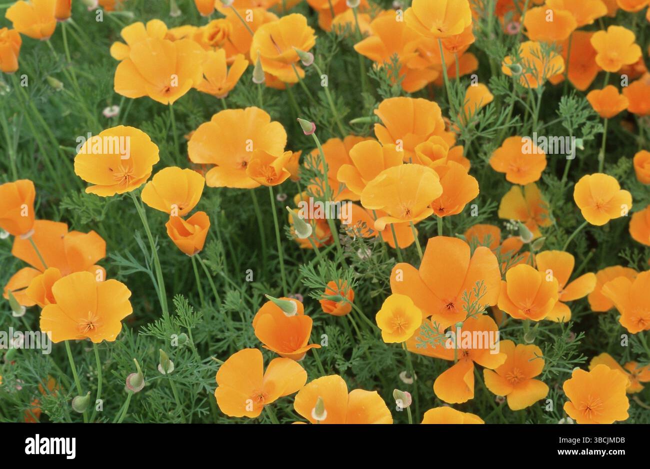 Papavero californiano (Eschscholzia californica) Foto Stock