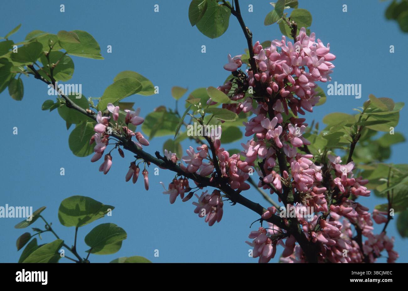Albero di Giuda (Cercis siliquastrum) Foto Stock