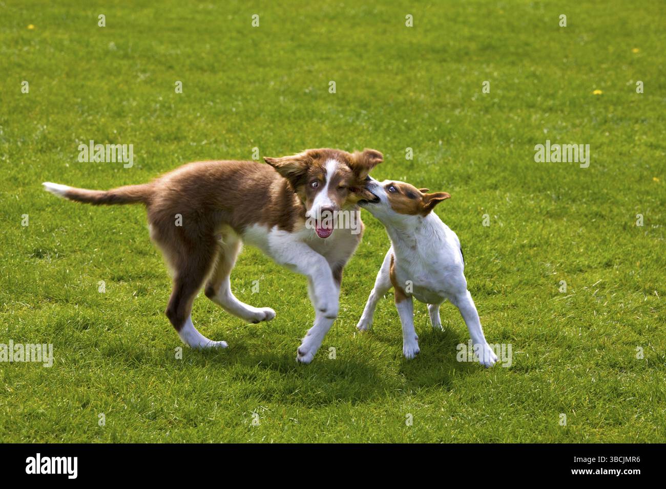 Jack Russell Terrier e Border Collie, cucciolo Foto Stock