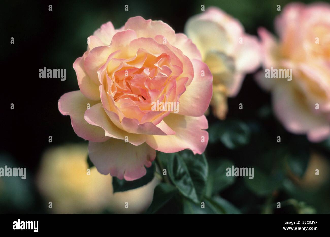 Rosa (arbusti) "Goria dei", rosa Teehyrid, piante, fiori, famiglia di rose, Rosaceae, cespuglio, piante ornamentali, piante da giardino, fiori, orizzontale Foto Stock