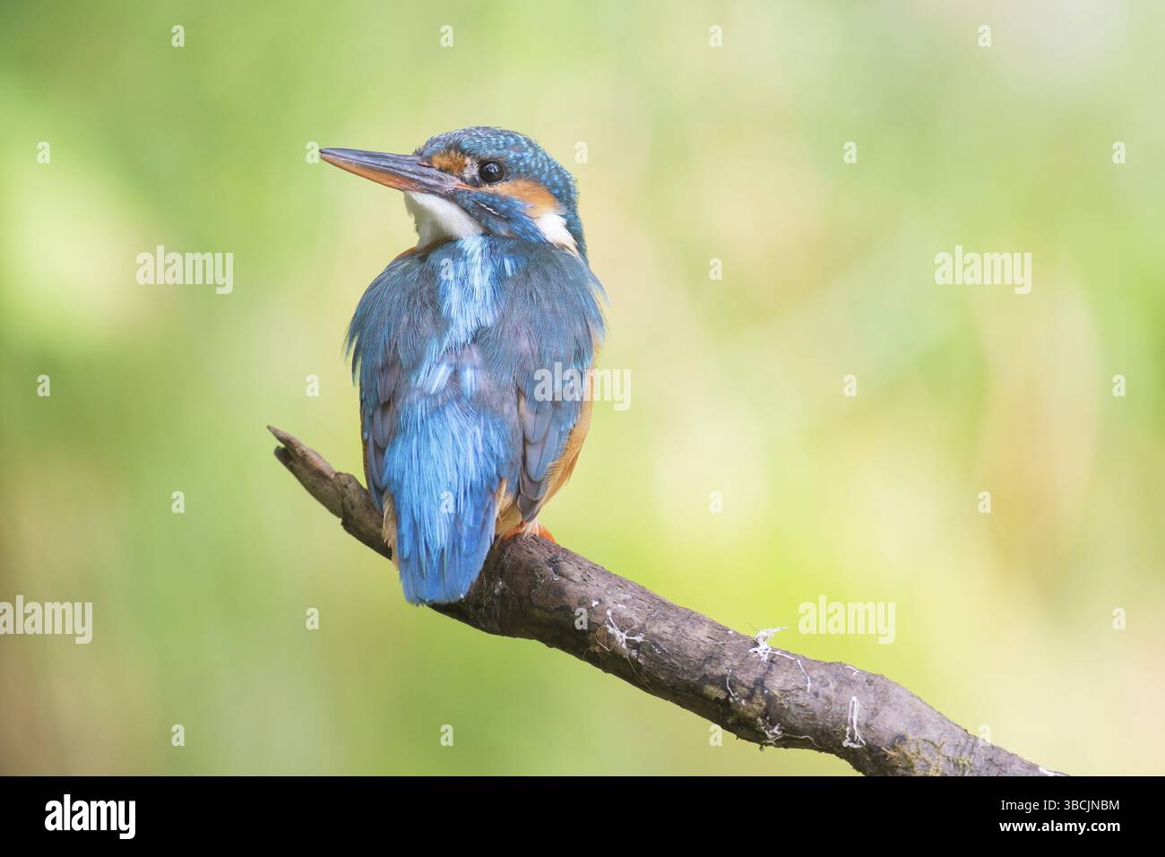 Martin pescatore Foto Stock