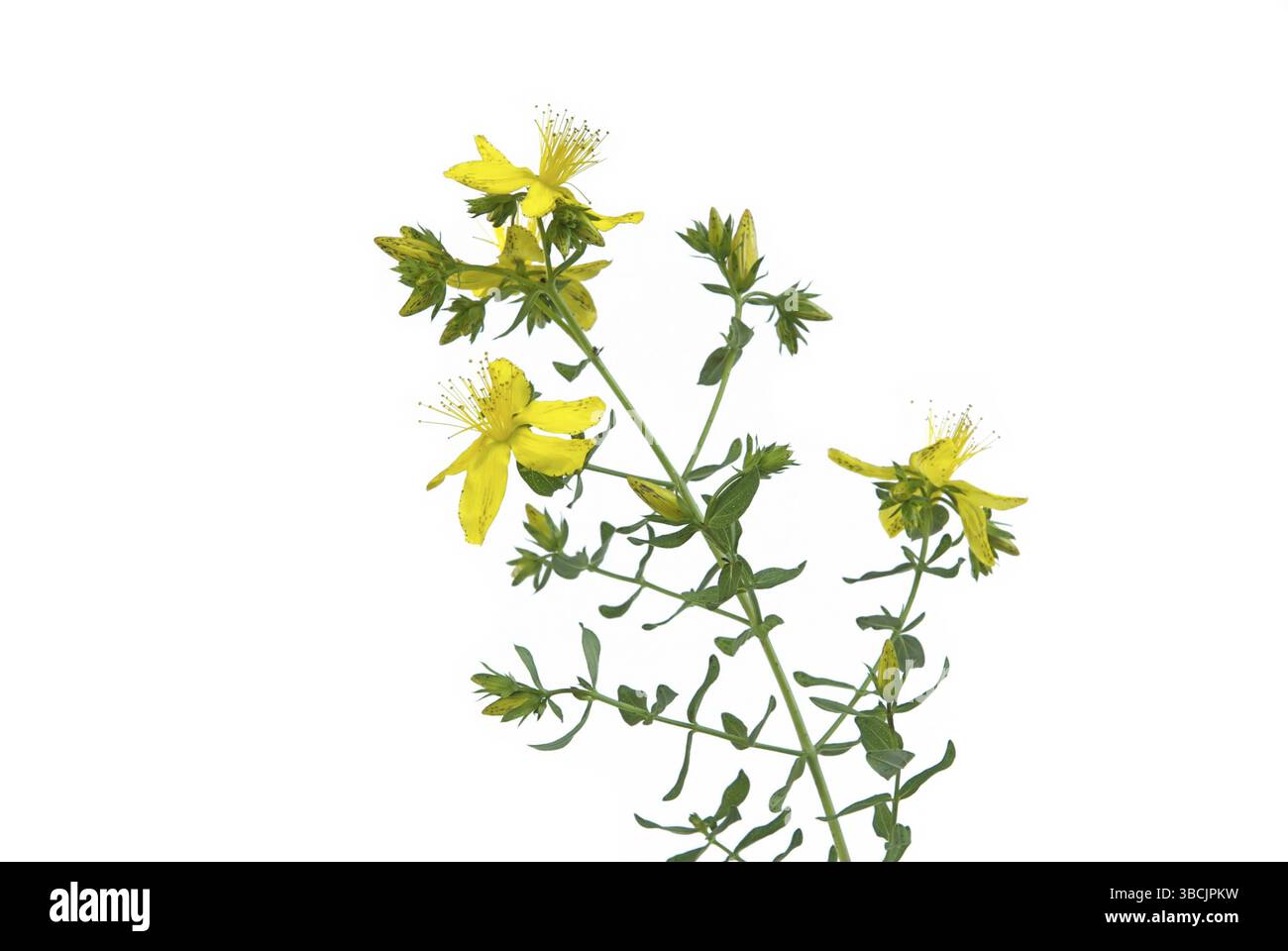 St John's Wort, St John's Wort Foto Stock
