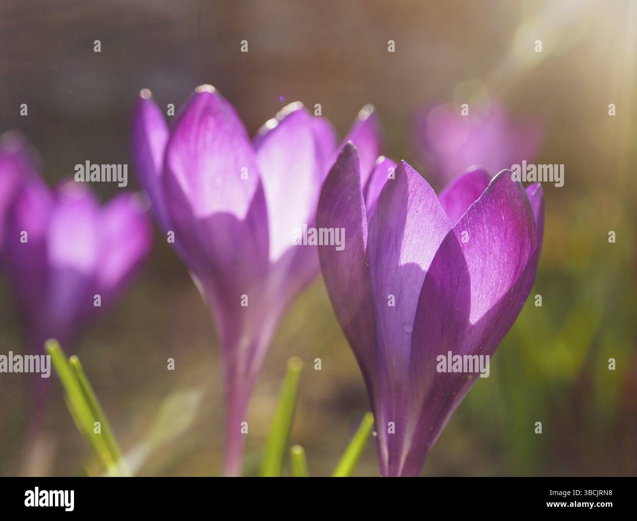 Bel croco viola in città, natura urbana, tiro di primo piano, concetto stagionale Foto Stock