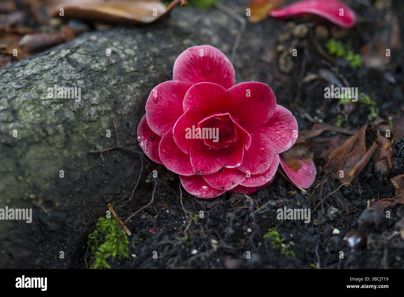 Alpi, architettura, bella, blu, barca, costruzione, castello, chiesa, nuvole, destinazione, europa, europea, famosa, foresta, giardino, vacanze, casa, isola Foto Stock