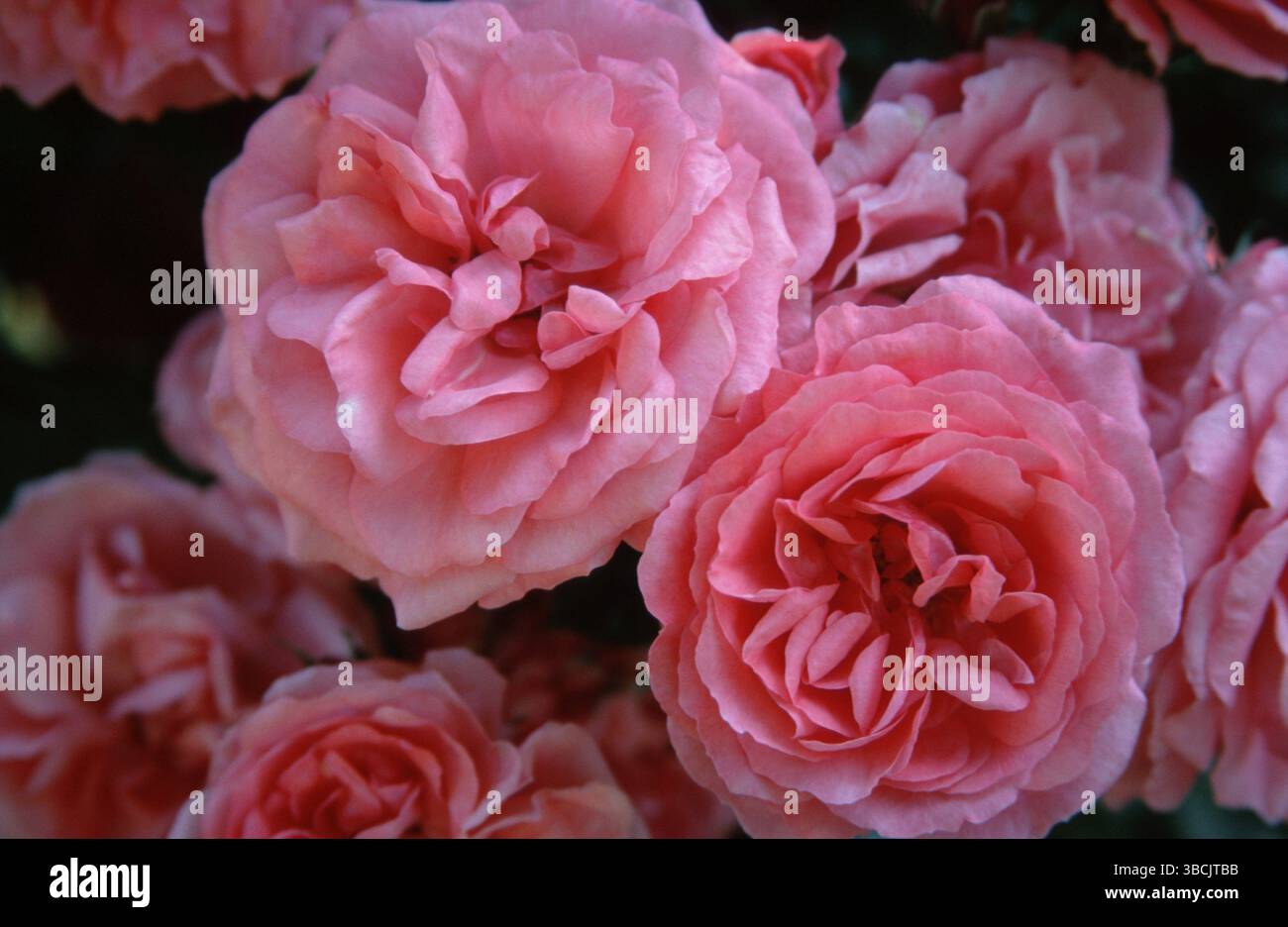 Arrampicarsi su Rose 'Rosarium Uetersen Foto Stock