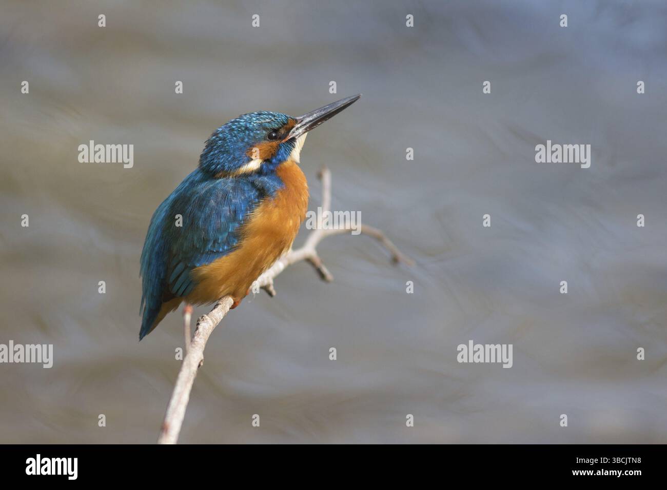 Martin pescatore Foto Stock