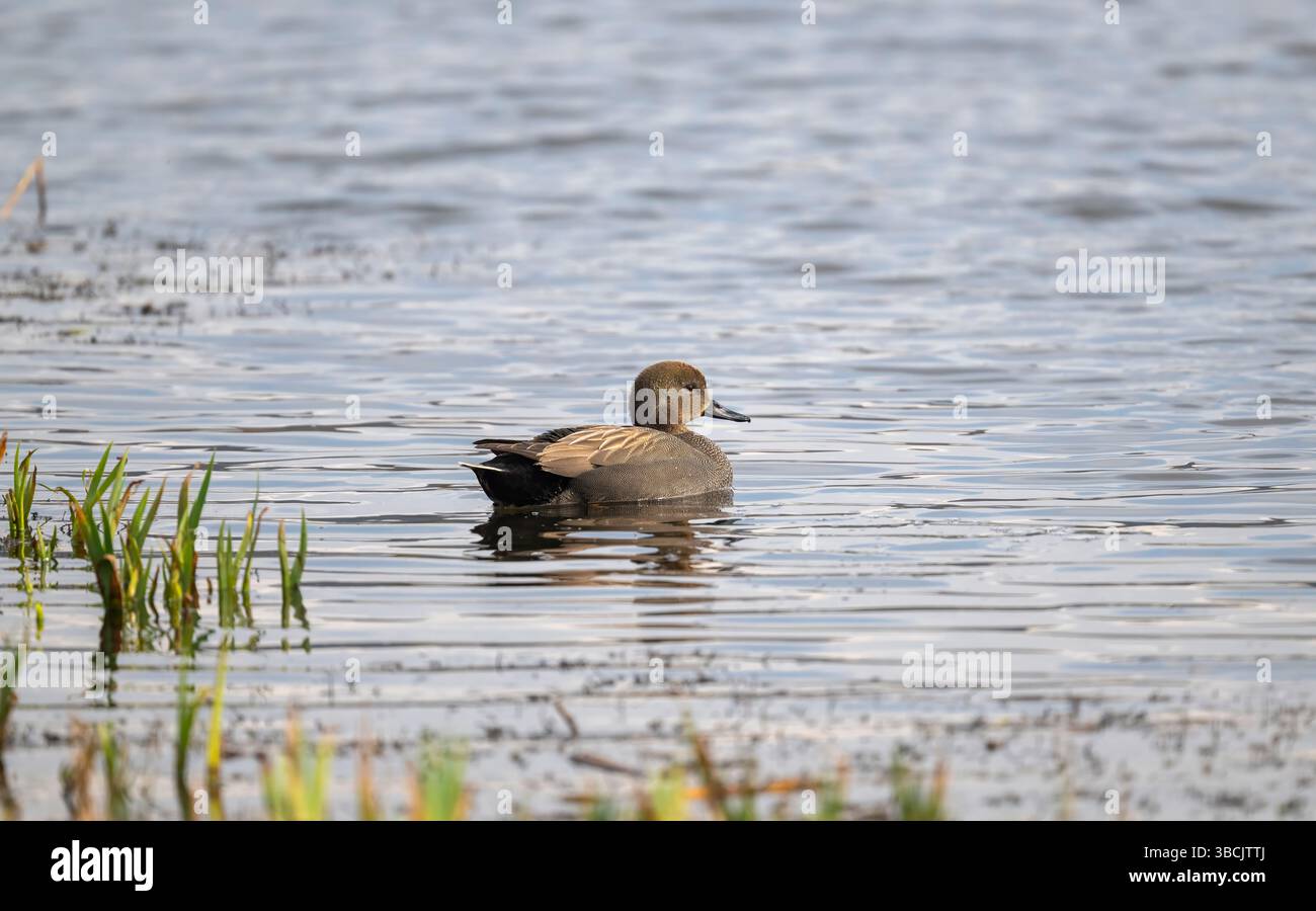 Gadwall maschio, Regno Unito Foto Stock