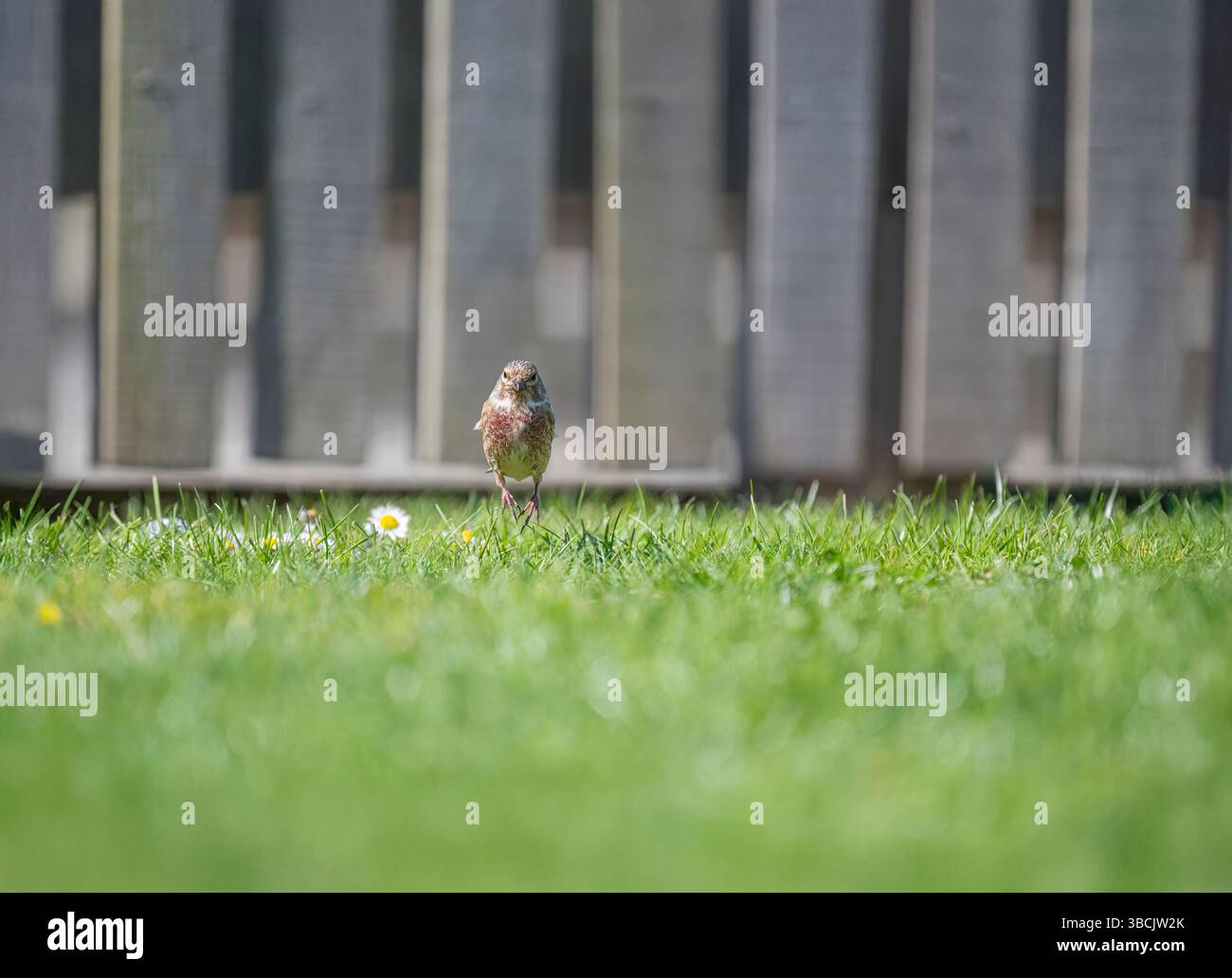 tiglio maschio in giardino, Regno Unito Foto Stock