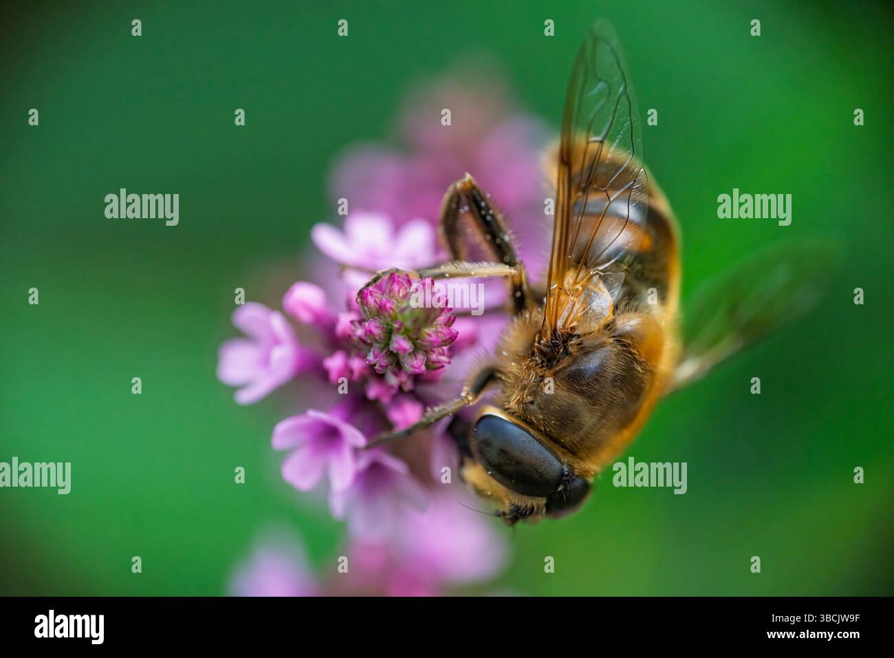 Hoverfly macro su verbena, Regno Unito Foto Stock