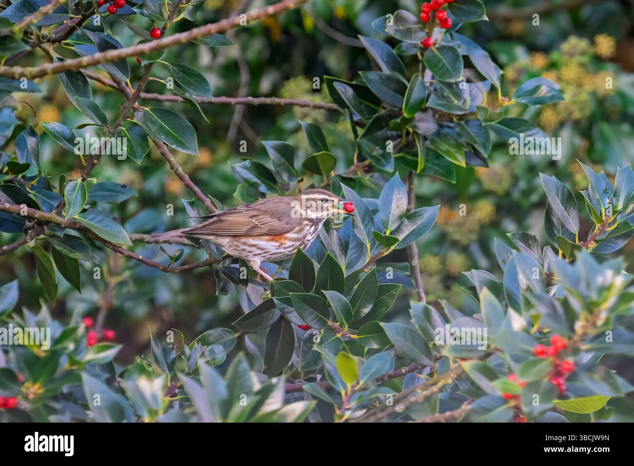 Redwing che si nutrono di bacche holly, Regno Unito Foto Stock