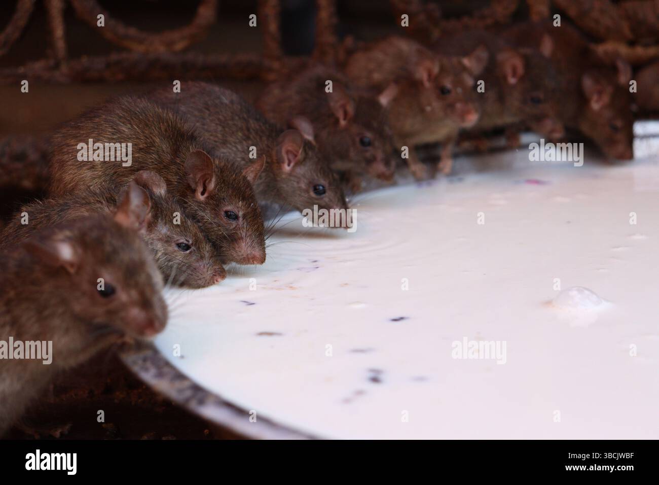 Cultura indiana Foto Stock