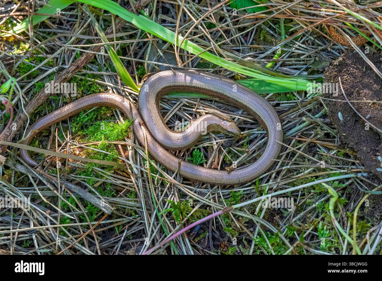 Vermi lenti, Regno Unito Foto Stock