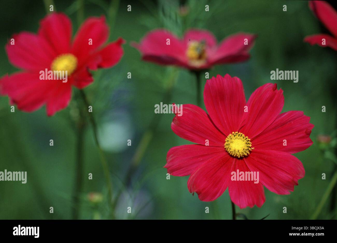 Cosmea, piante ornamentali (Cosmos bipinnatus), fiori, piante da giardino, piante ornamentali, piante composite (Compositae), piano di fioritura della testa Foto Stock
