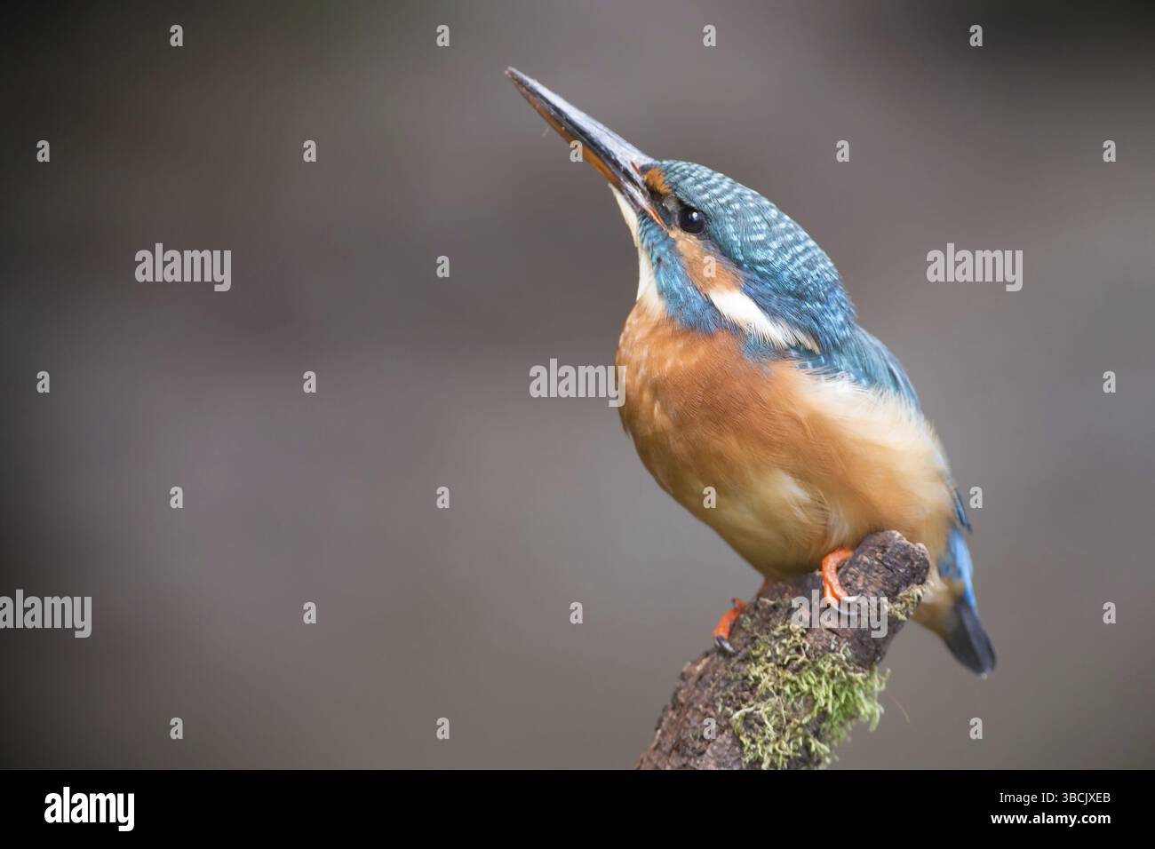 Kingfisher comune Foto Stock