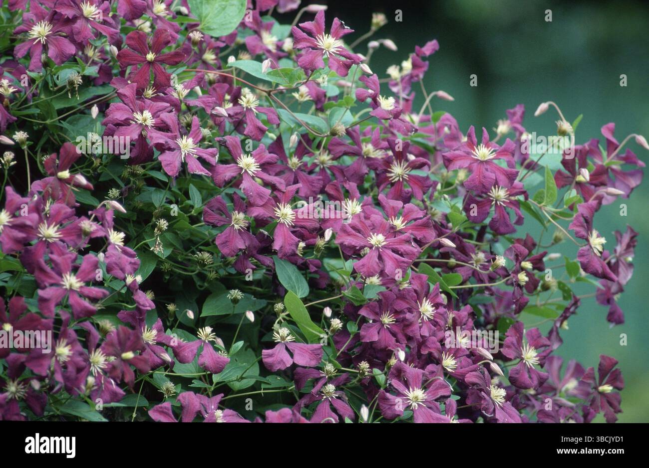 Clematis (Clematis ibride), Wood Vine Blektiny Aniol' (fiori) (piante da giardino ornamentali) (ornamentali Ranunculaceae) (fioritura) (viola) (terra Foto Stock