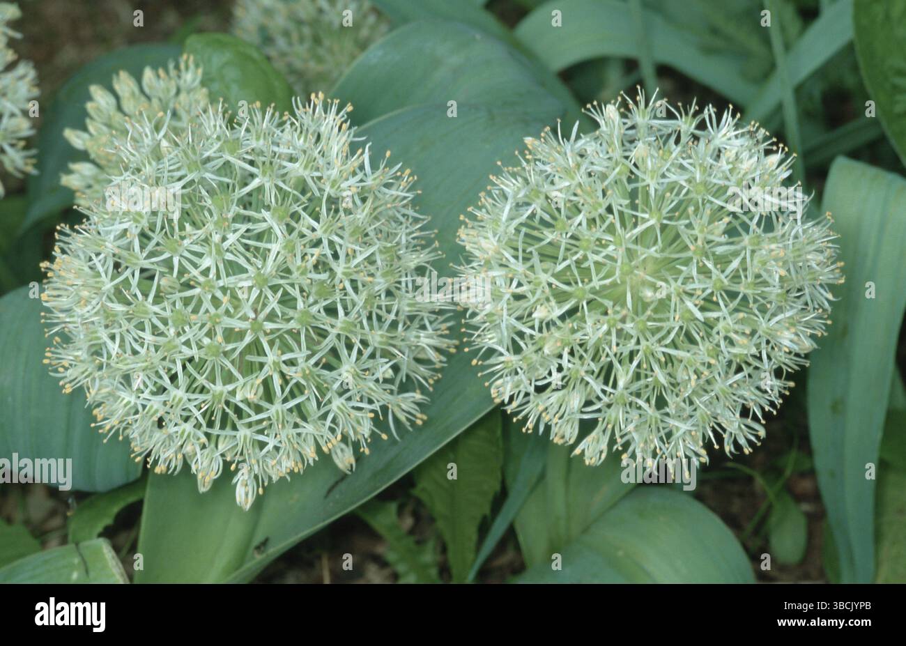 Allium lievitato d'argento (Allium karataviense) Foto Stock