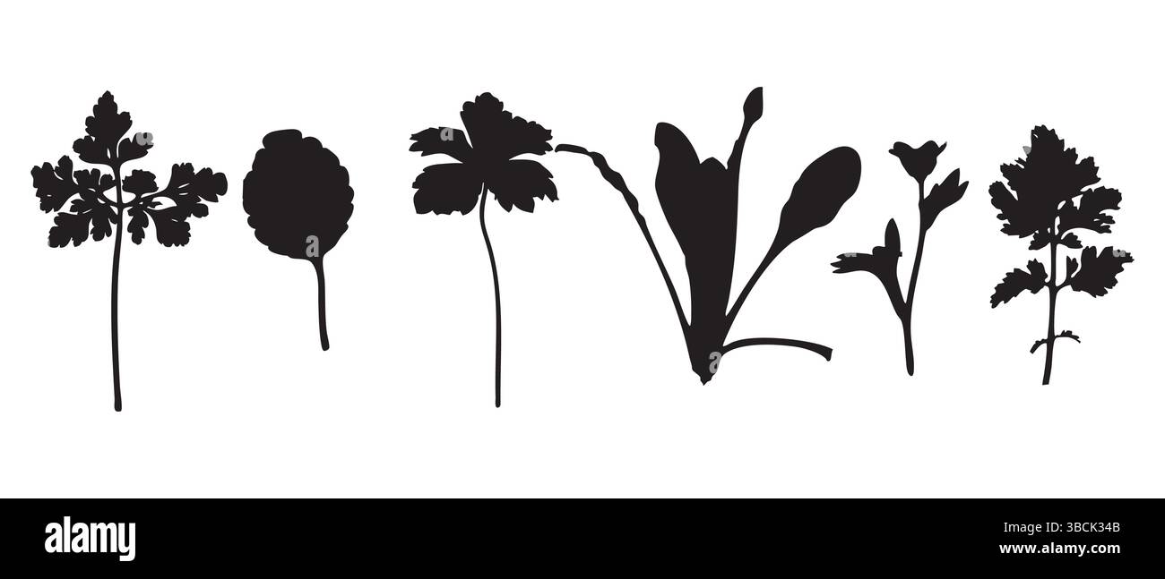 Silhouette con foglie di prezzemolo e foglie di erbe Collezione isolata su sfondo bianco Illustrazione Vettoriale