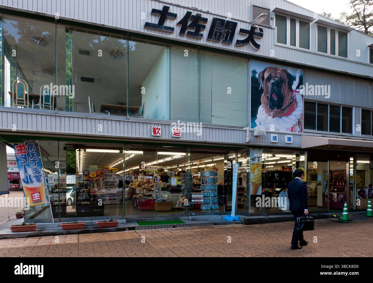 Tosa Inu (土佐犬?), chiamato anche Tosa-ken e Mastiff giapponese, è una razza di cani di origine giapponese utilizzata per combattere i cani, Kochi, Shikoku, Giappone. Foto Stock
