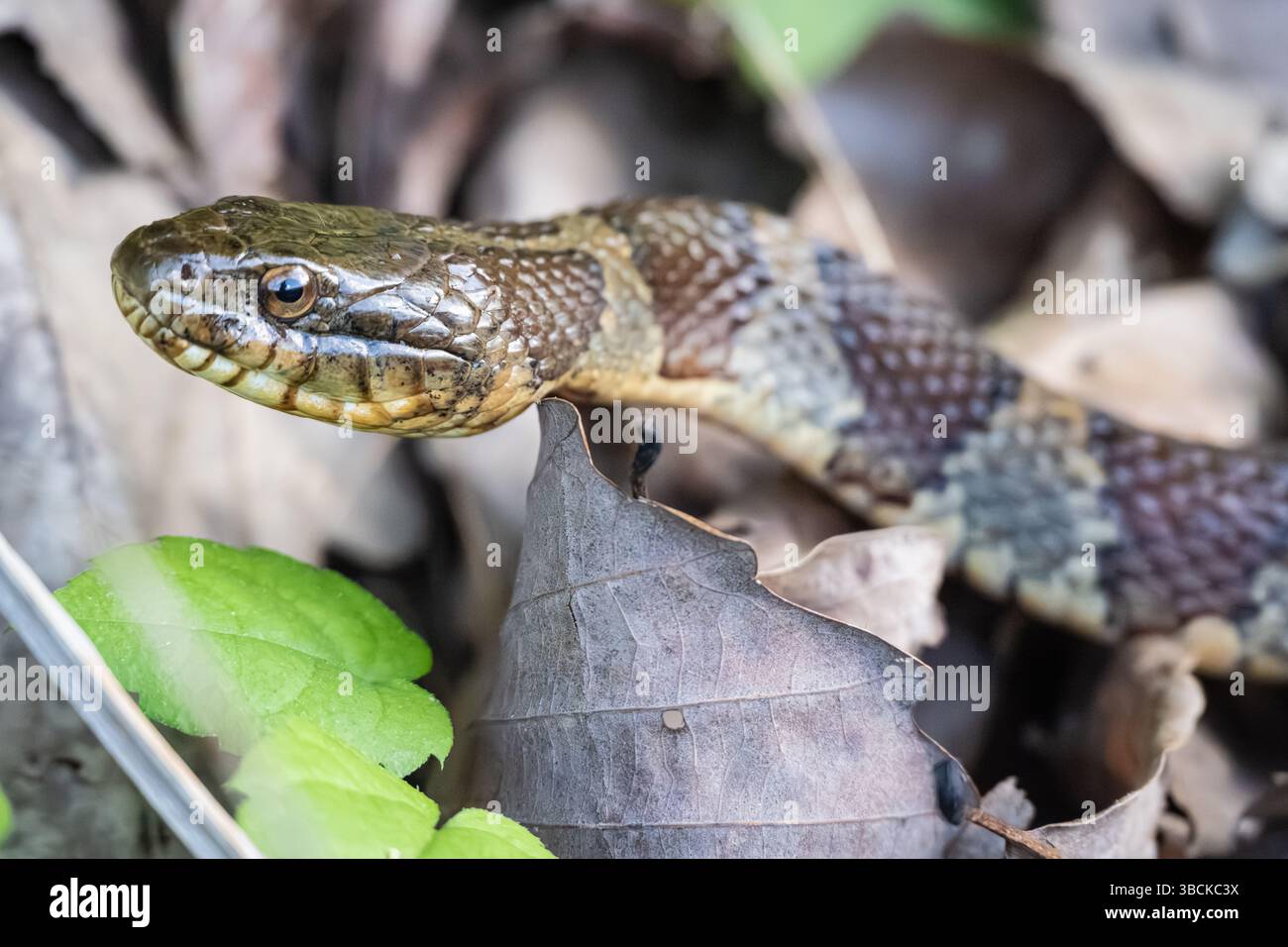 Serpente d'acqua settentrionale (Nerodia sipedon sipedon), un serpente non velenoso, lungo il bordo di un lago a Jasper, Georgia. (USA) Foto Stock