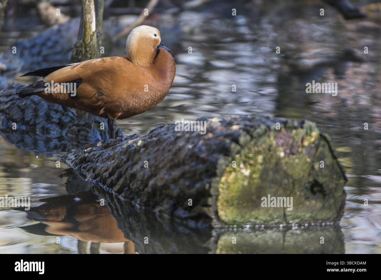 (Anatidae), animale, sfondo, becco, bello, bill, uccello, birdwatching, nero, brahminy, primo piano, colorato, conservazione, carino, duck, fea Foto Stock