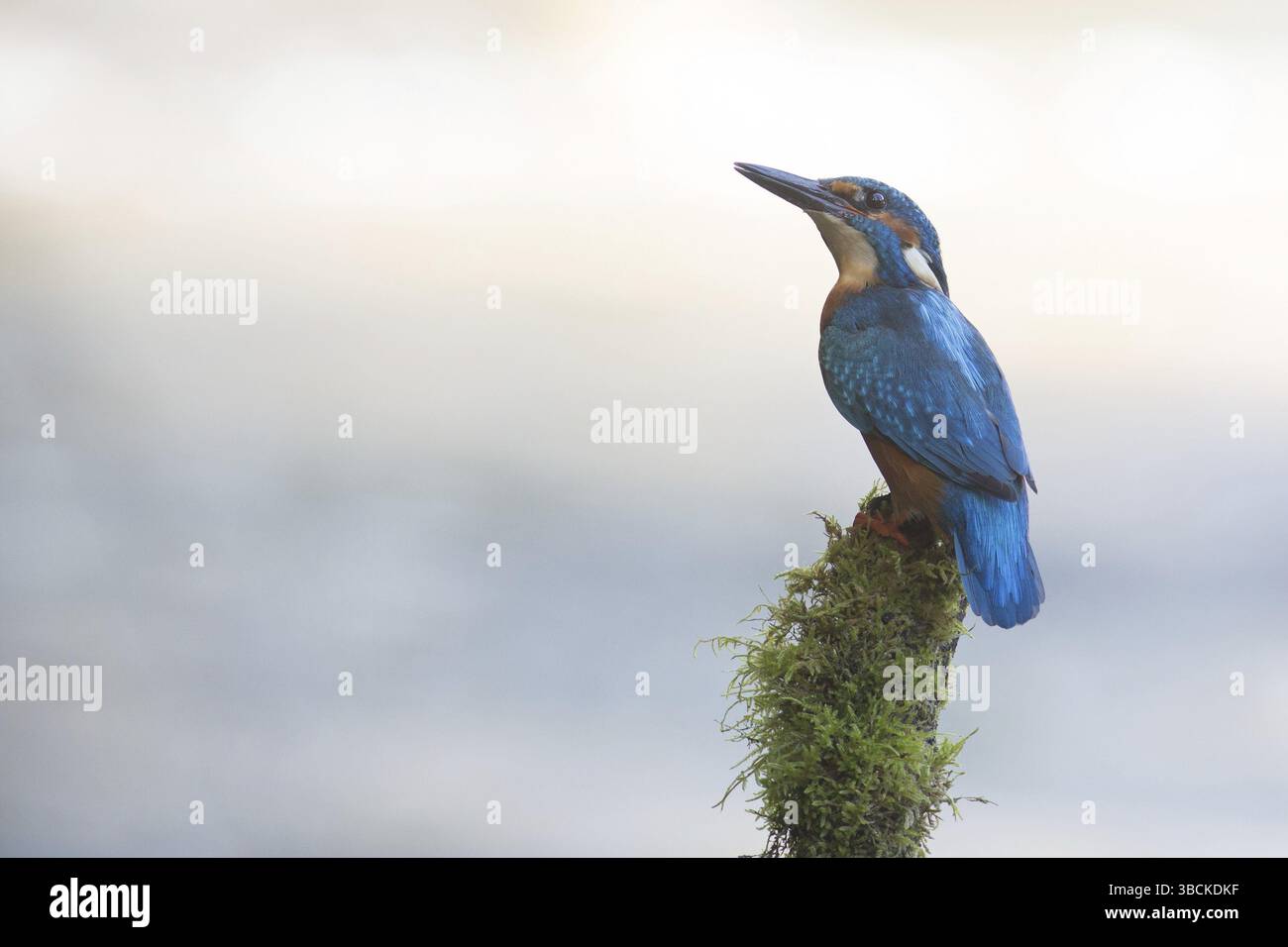 Kingfisher Foto Stock