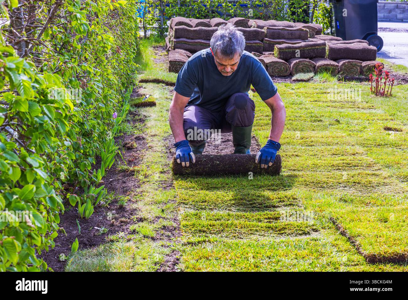 Uomo che posa il prato arrotolato lungo la siepe, premendo ermeticamente il prato sul terreno con entrambe le mani nel giardino primaverile. Svezia. Foto Stock