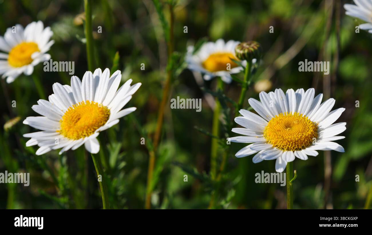 Margherite Oxeye a Porthkerris Beach, Cornovaglia. Foto Stock
