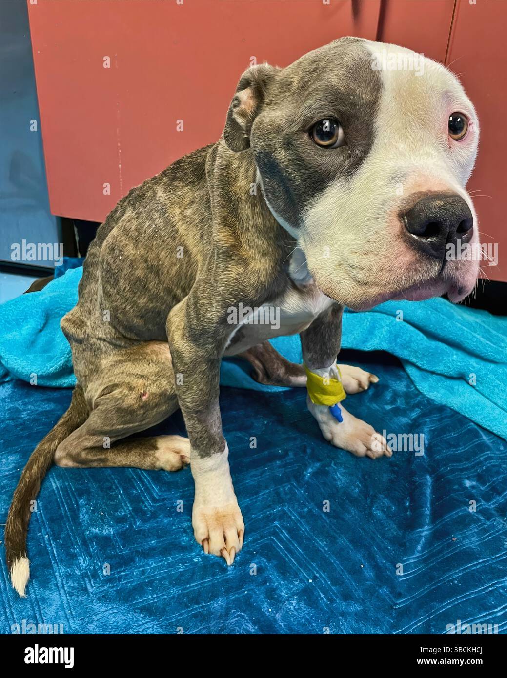 San Francisco, California, Stati Uniti – 10 aprile 2025: Un giovane cucciolo si siede su un asciugamano all'interno di un canile durante l'assunzione in un rifugio pubblico per animali. Foto Stock