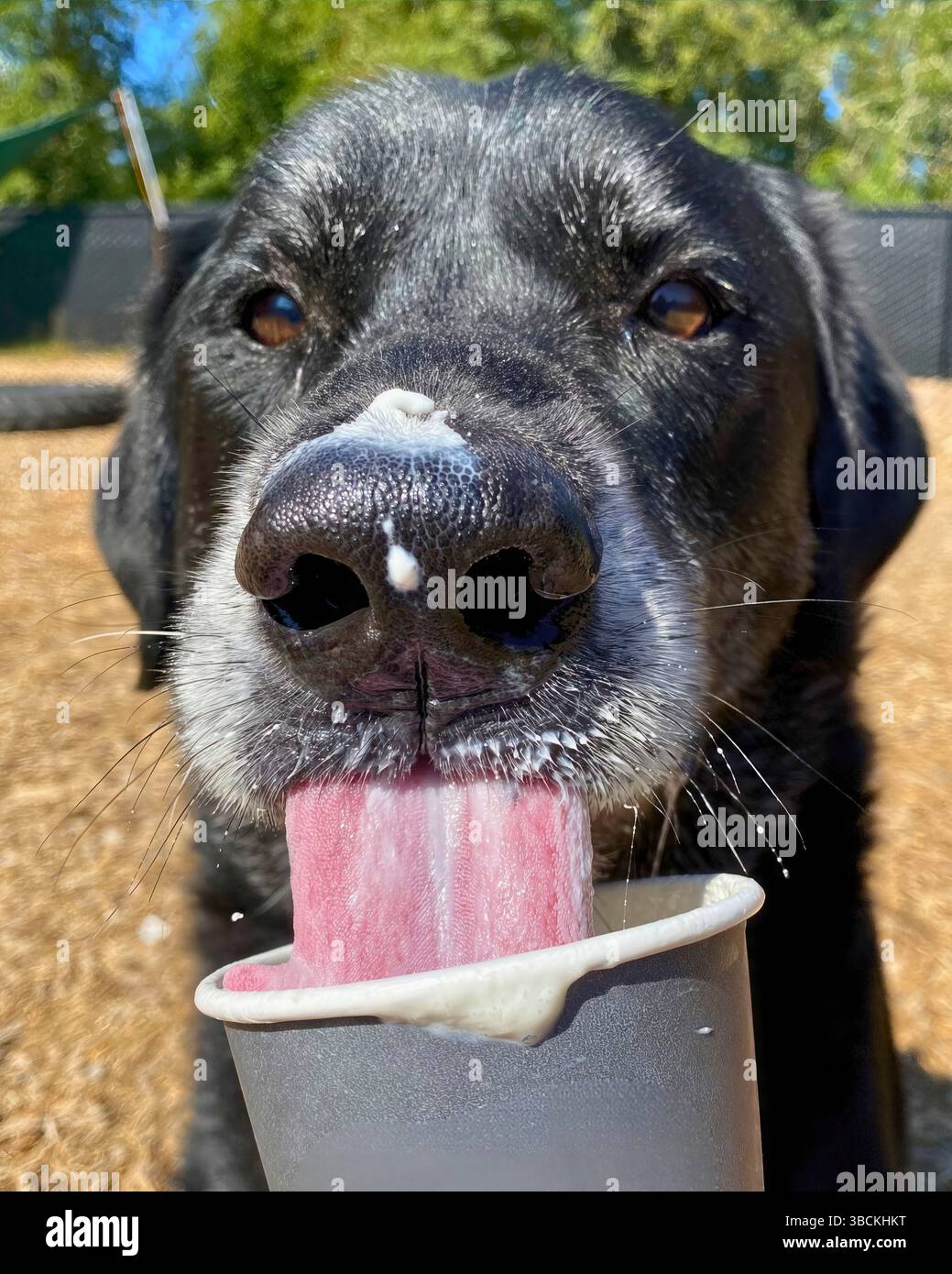 San Francisco, California, Stati Uniti – 6 aprile 2025: Un cane nero lecca la panna montata da una tazza di puppachino in un cortile all'aperto in un rifugio per animali Foto Stock