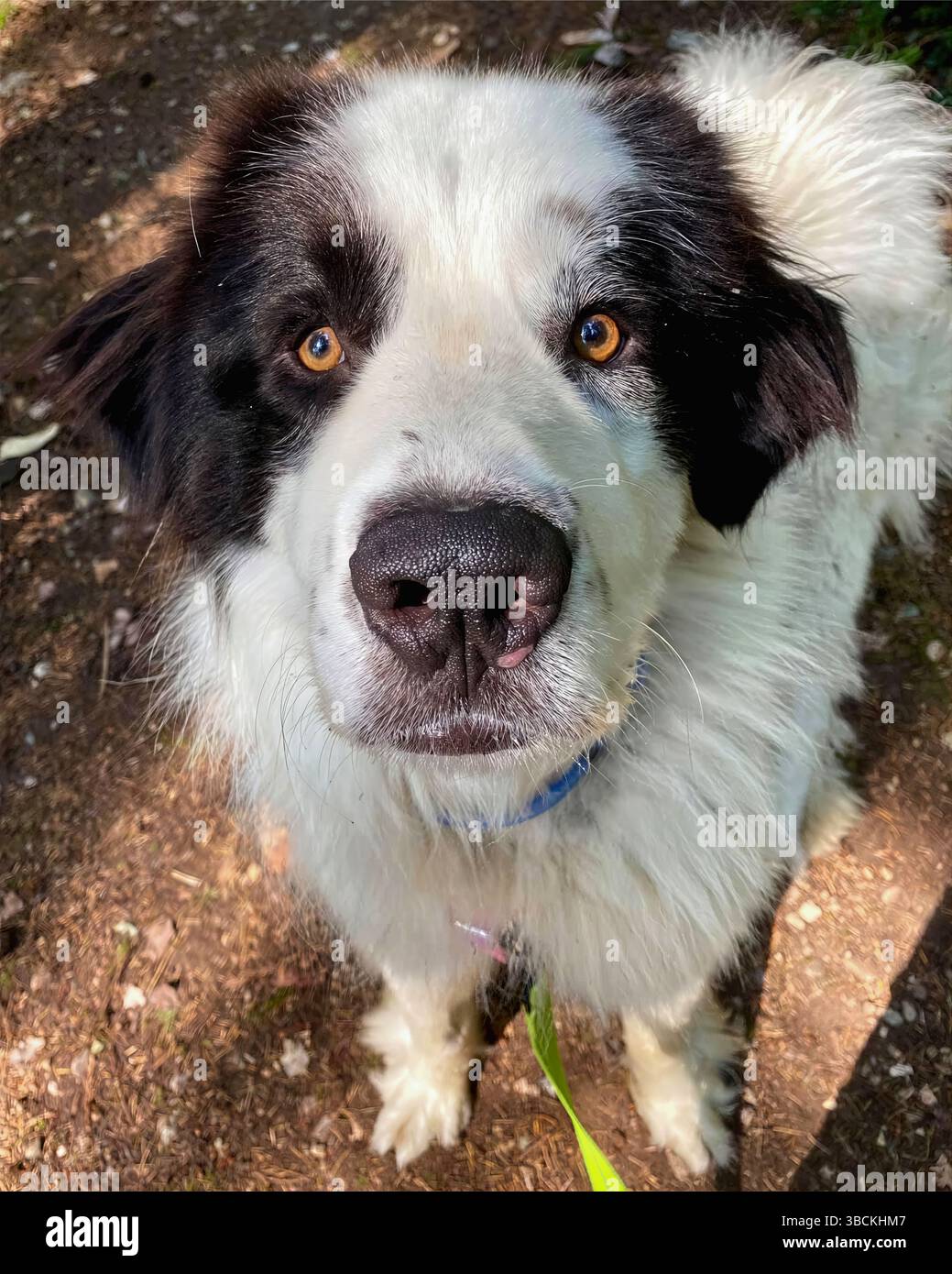 San Francisco, California, Stati Uniti – 10 aprile 2025: Un pastore australiano con occhi vigili si trova all'aperto in un rifugio pubblico per animali. Foto Stock